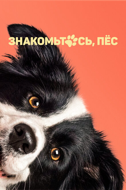 <h1>Знакомьтесь, пёс</h1>
