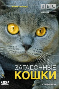 <h1>BBC: Загадочные кошки</h1>